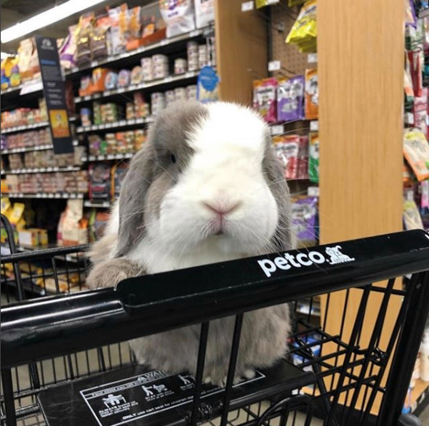 The rabbit at Petco